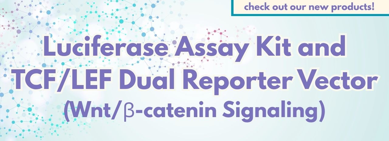 TCF/LEF Dual Reporter Vector/Luciferase Assay Kit